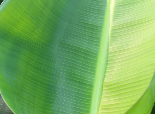 Full frame shot of green leaf