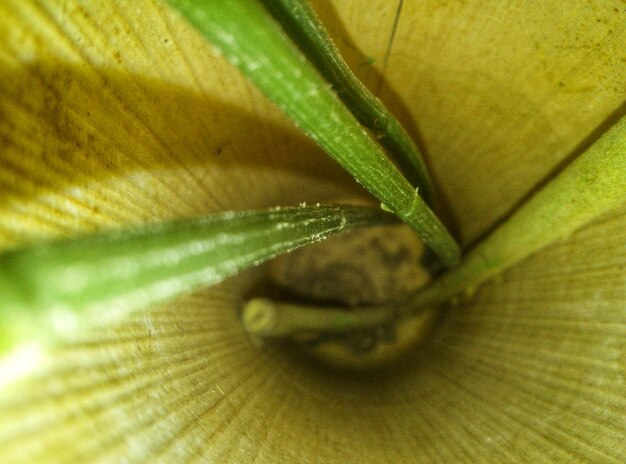 Full frame shot of green leaf