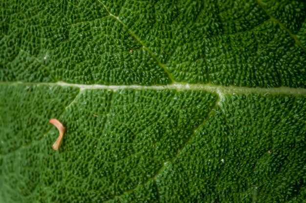 Photo full frame shot of green leaf