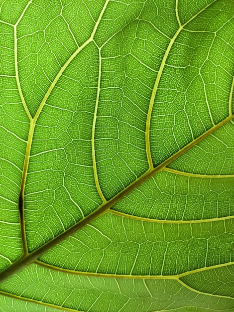 Full frame shot of green leaf