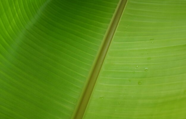 Full frame shot of green leaf