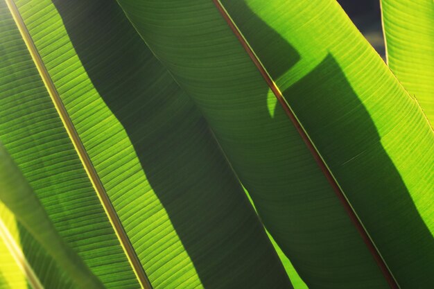 Photo full frame shot of green leaf