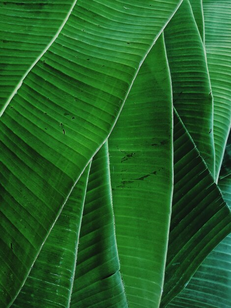 Foto scatto completo di foglia verde