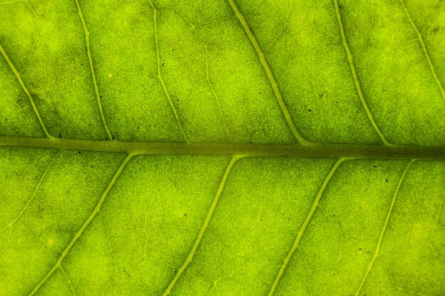 Photo full frame shot of green leaf