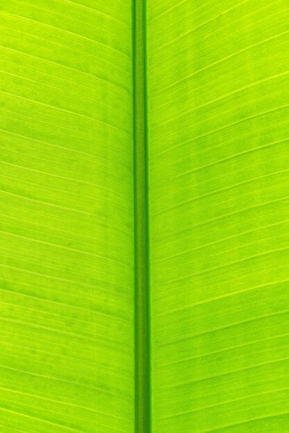 Photo full frame shot of green leaf