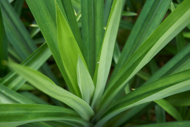 Foto scatto completo di foglia verde