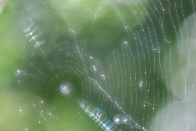 Full frame shot of green leaf