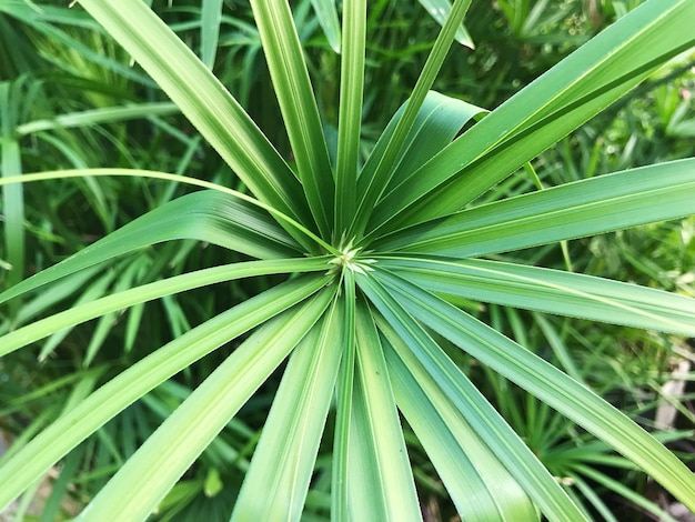 Full frame shot of green leaf