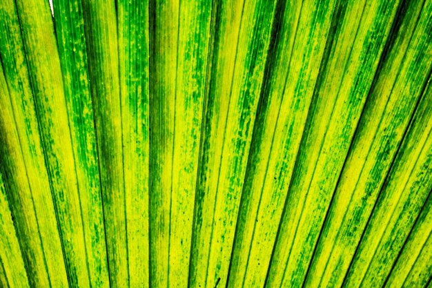 Full frame shot of green leaf