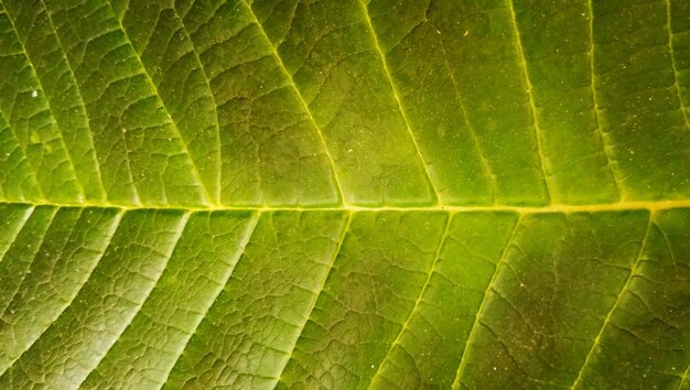 Full frame shot of green leaf