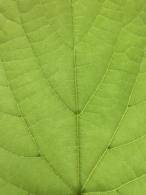 Foto immagine completa di foglia verde