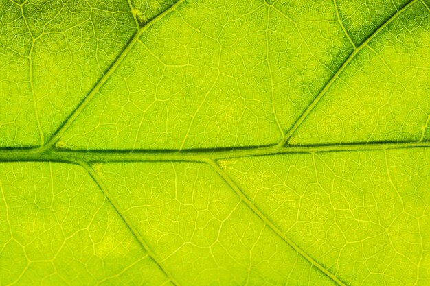 Full frame shot of green leaf