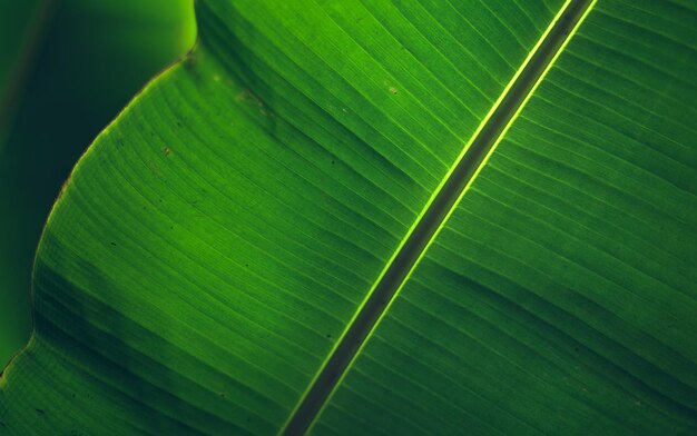 Photo full frame shot of green leaf