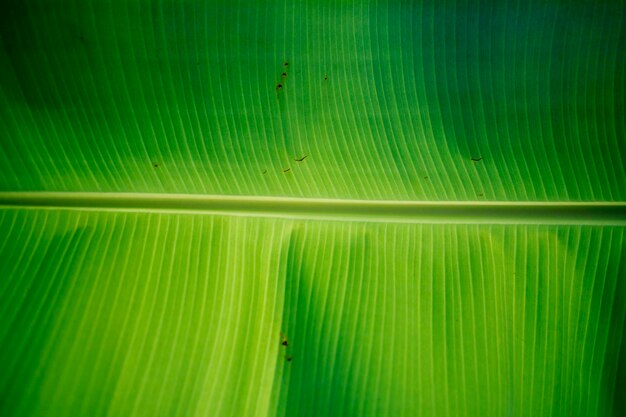 Full frame shot of green leaf