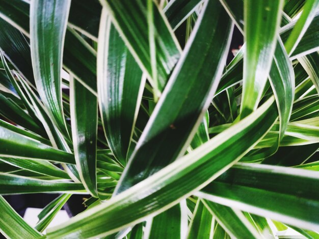 Full frame shot of green leaf