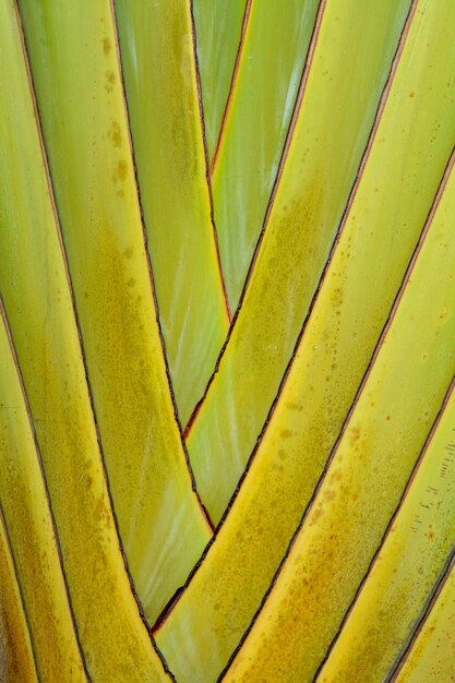 Full frame shot of green leaf