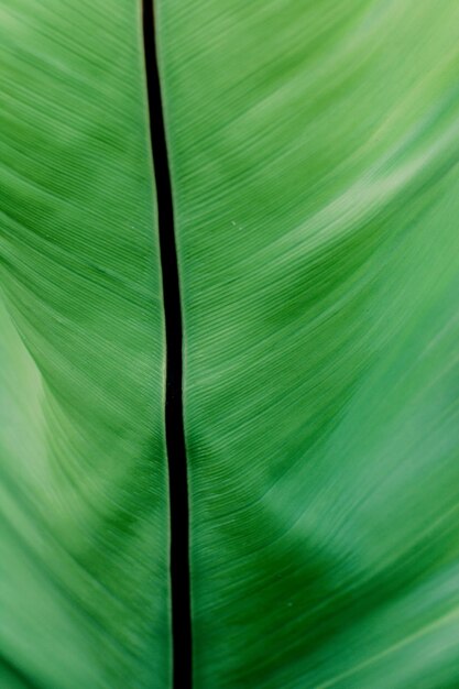 Full frame shot of green leaf