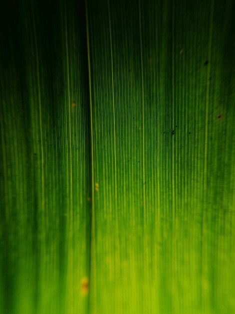 Full frame shot of green leaf