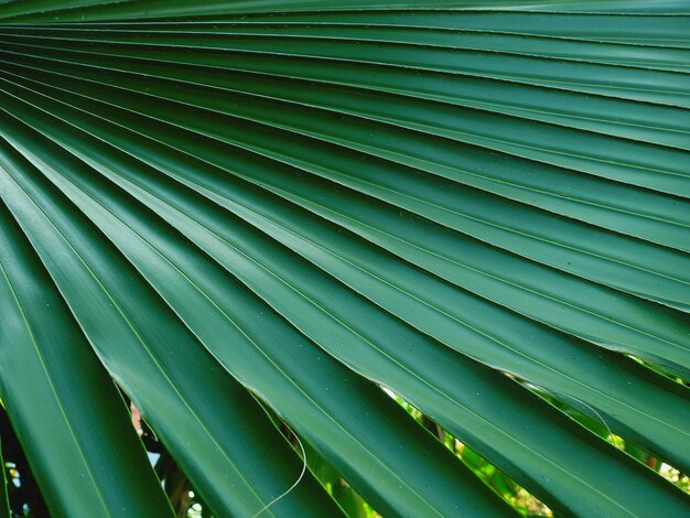 Full frame shot of green leaf