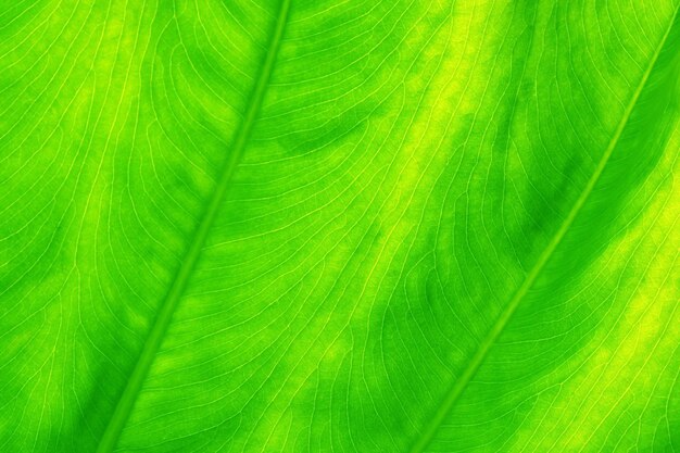 Full frame shot of green leaf