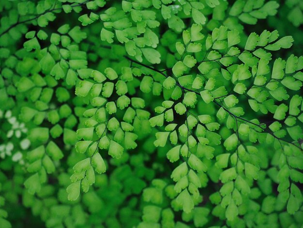 Full frame shot of green leaves on field