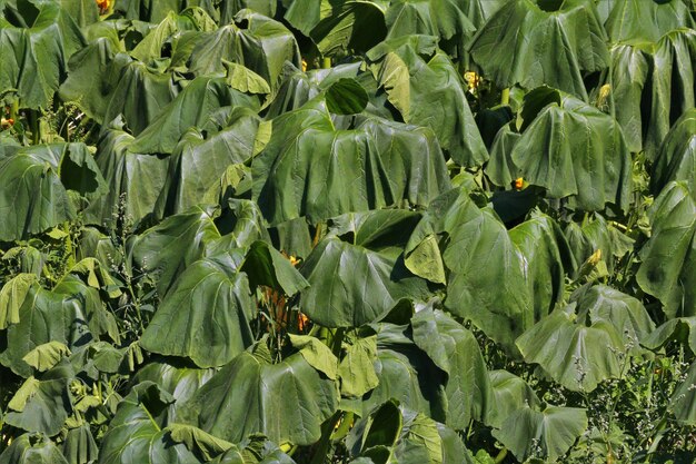 Full frame shot of green leaves on field