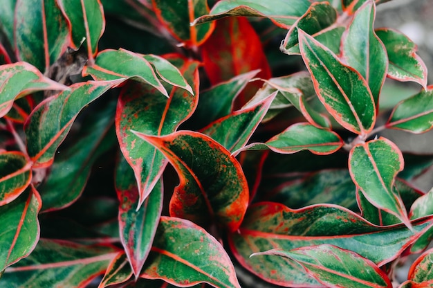 Photo full frame shot of green leaves on plant