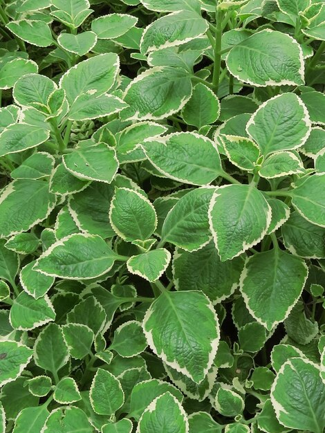 Full frame shot of green leaves