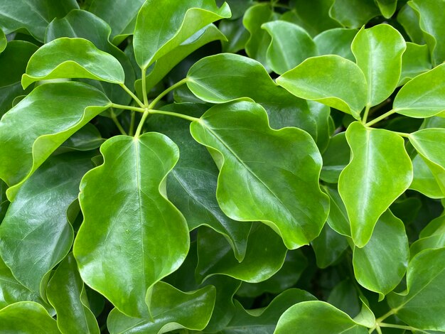 Photo full frame shot of green leaves