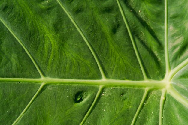 Full frame shot of green leaves