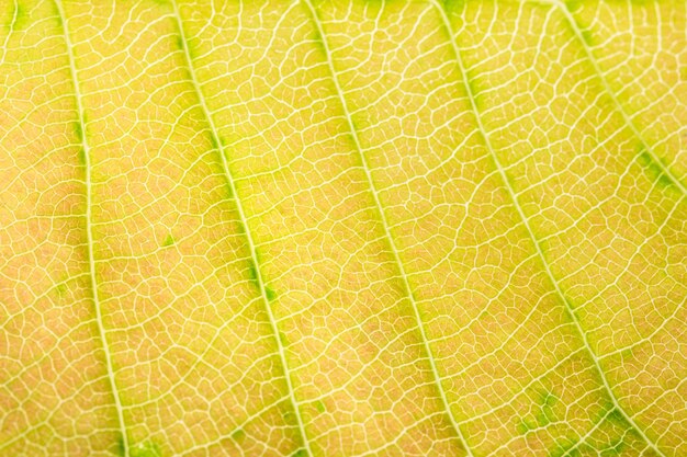 Photo full frame shot of green leaves