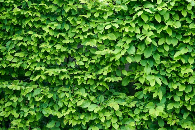 Photo full frame shot of green leaves