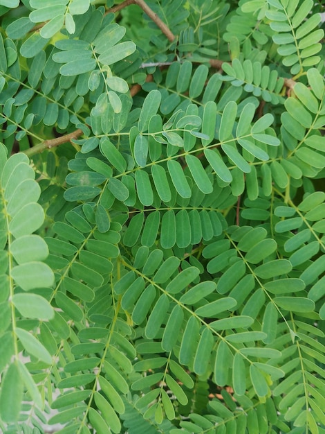 Full frame shot of green leaves