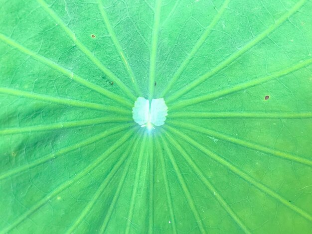 Full frame shot of green leaves