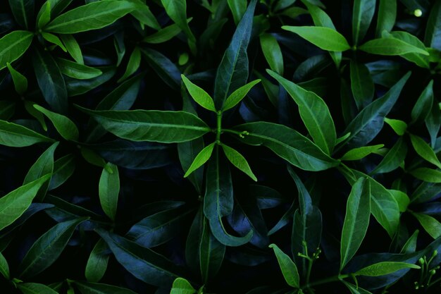 Photo full frame shot of green leaves