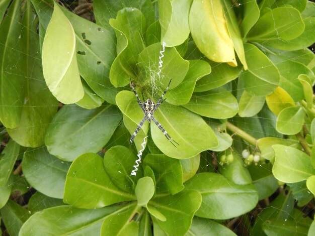 Full frame shot of green leaves