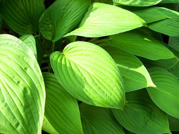 Full frame shot of green leaves