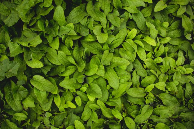 Photo full frame shot of green leaves