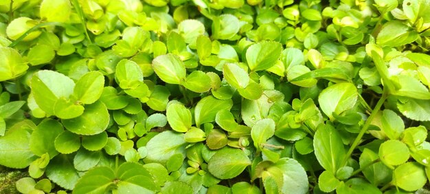 Full frame shot of green leaves