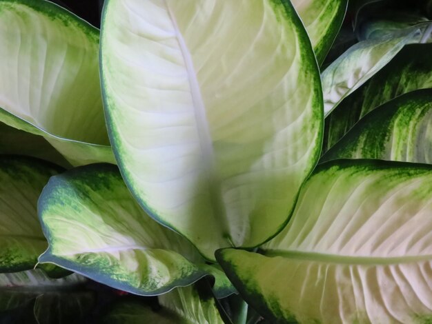 Photo full frame shot of green leaves