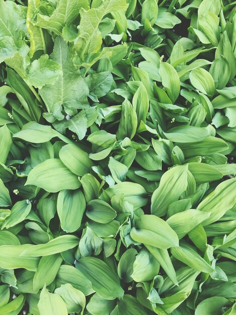 Full frame shot of green leaves