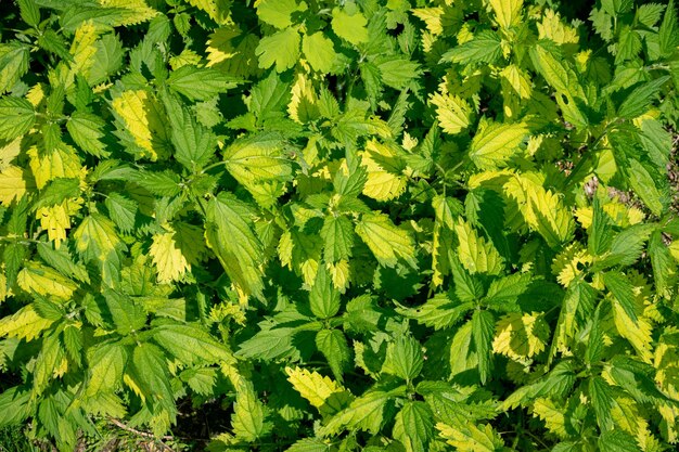 Full frame shot of green leaves