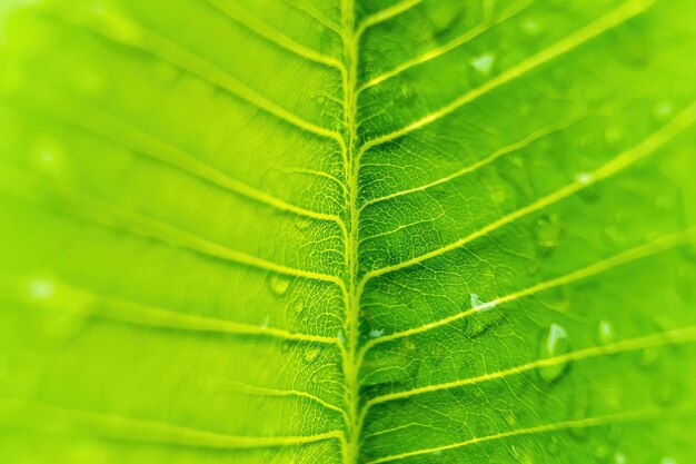 Full frame shot of green leaves