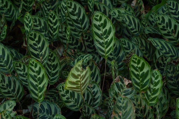 Photo full frame shot of green leaves