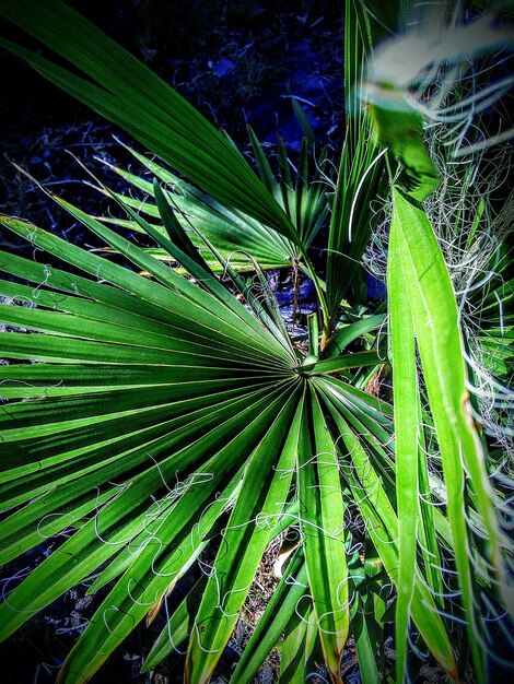 Full frame shot of green leaves