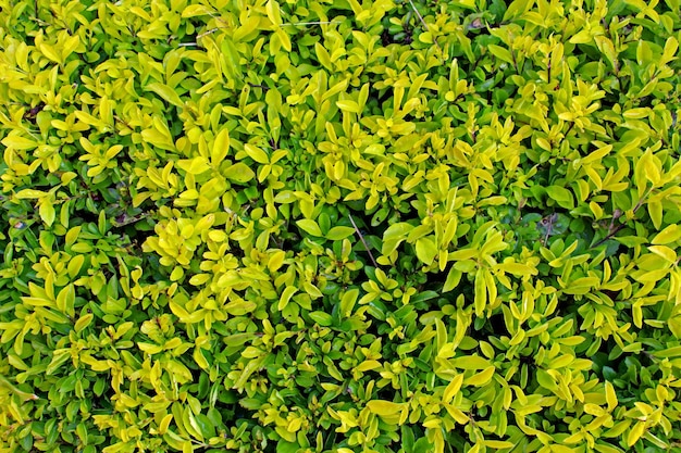 Photo full frame shot of green leaves