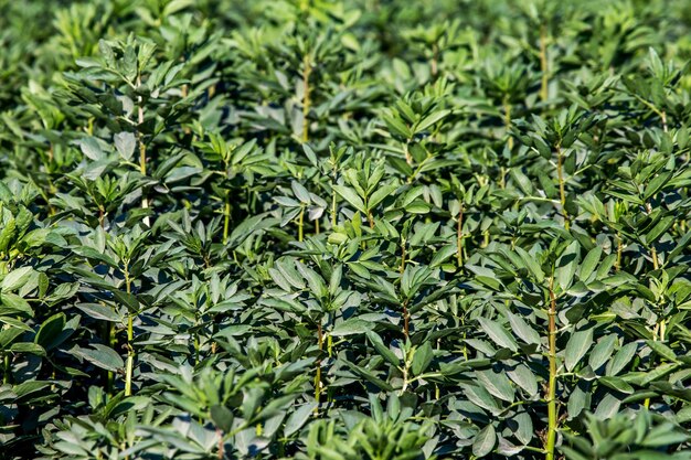 Full frame shot of green leaves