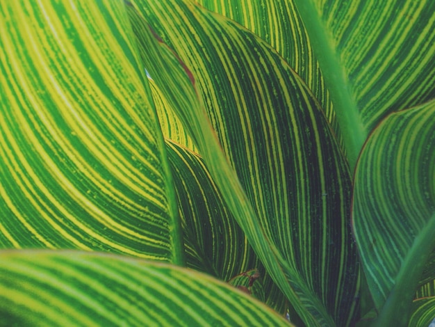 Full frame shot of green leaves