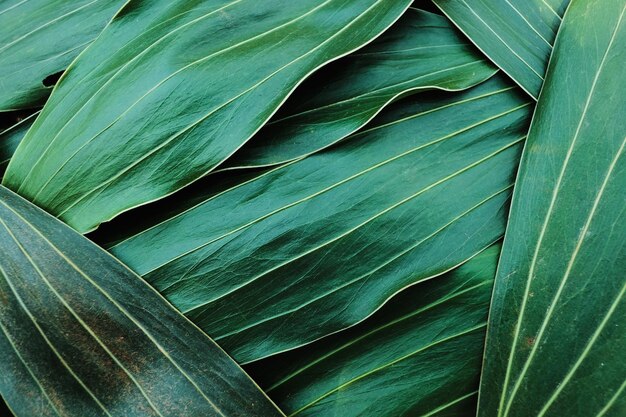 Full frame shot of green leaves