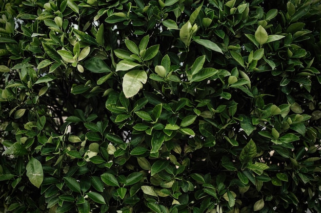 Photo full frame shot of green leaves